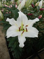 [5567 PO70 Martine No02.JPG]